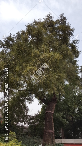 頤和園古樹(shù)