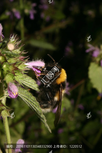 大地球大黃蜂（Bombus,terrestris）