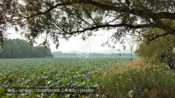 頤和園西湖荷花池