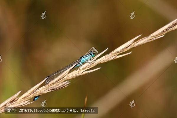法國自然環(huán)境中的蜻蜓沼澤