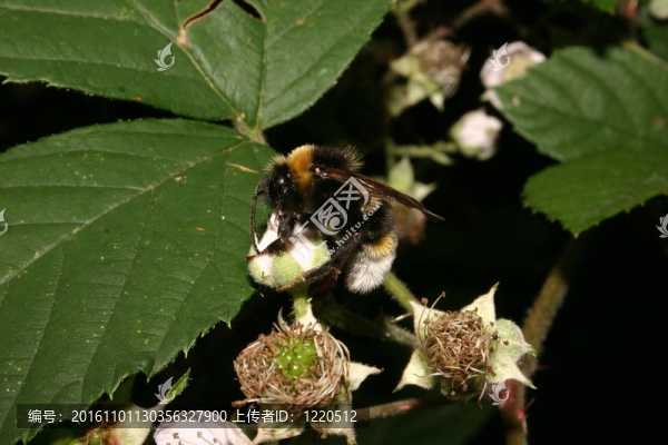 大地球大黃蜂（Bombus,terrestris）