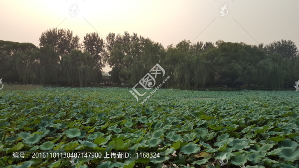 頤和園荷花池