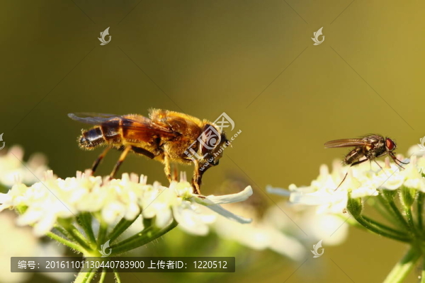 法國(guó)在自然環(huán)境中飛翔