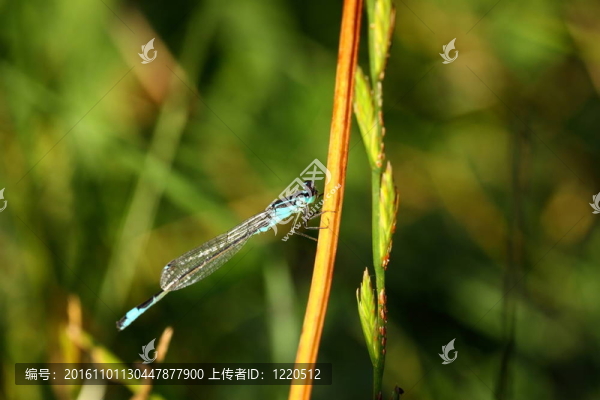 法國自然環(huán)境中的蜻蜓沼澤