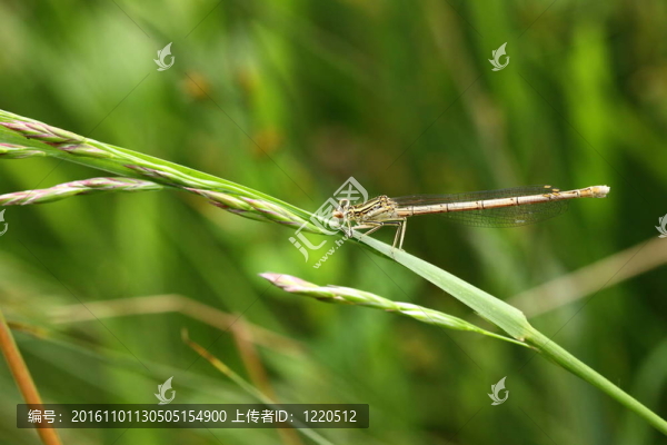 法國自然環(huán)境中的蜻蜓沼澤