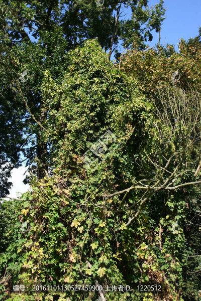 啤酒花-匯圖網(wǎng) www.fosd68.com 啤酒花