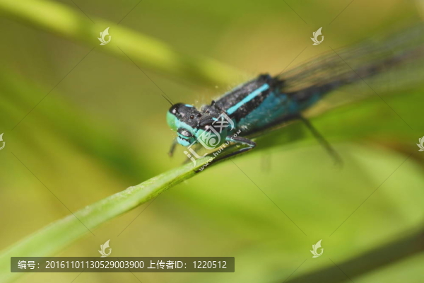 法國自然環(huán)境中的蜻蜓沼澤