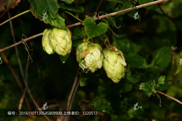 啤酒花