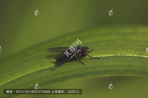 法國在自然環(huán)境中飛翔