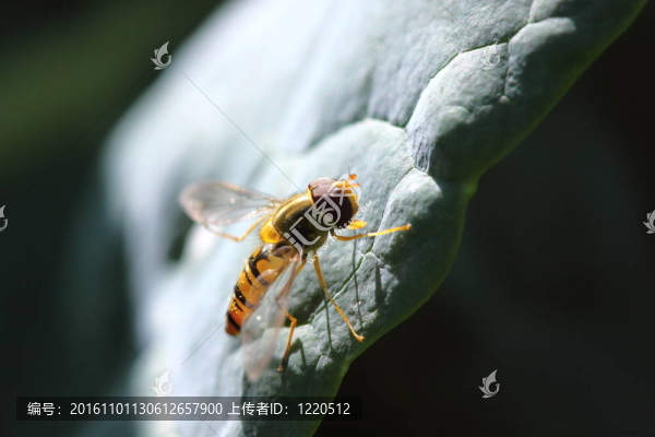 法國在自然環(huán)境中飛翔