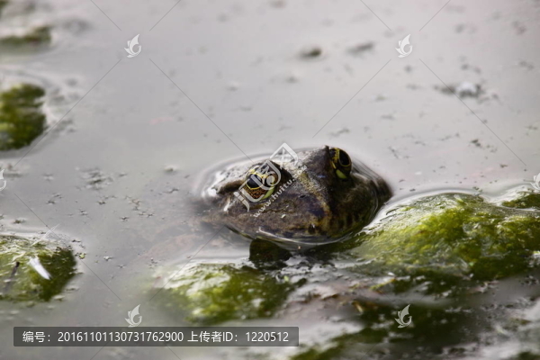 青蛙