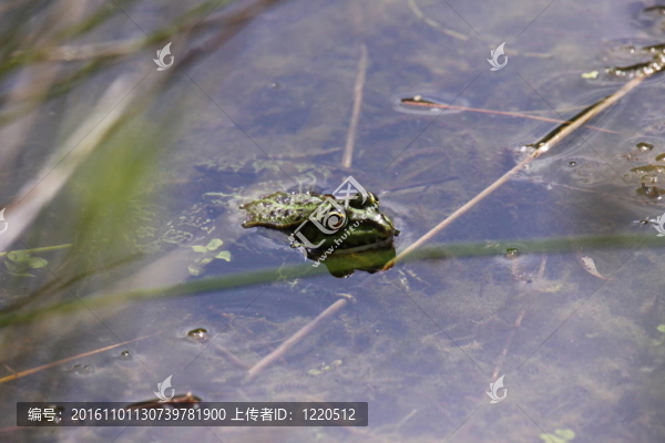 青蛙