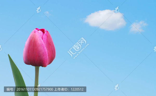 藍色天空的春天的郁金香背景