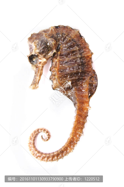 海；動(dòng)物園；干；潛水；黑暗；黃金