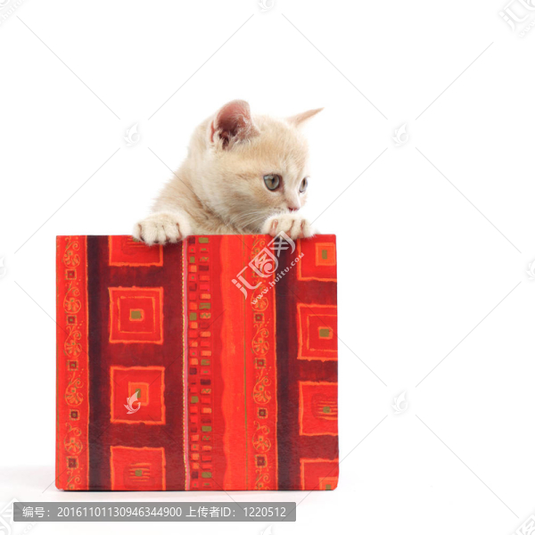 禮品盒中的貓