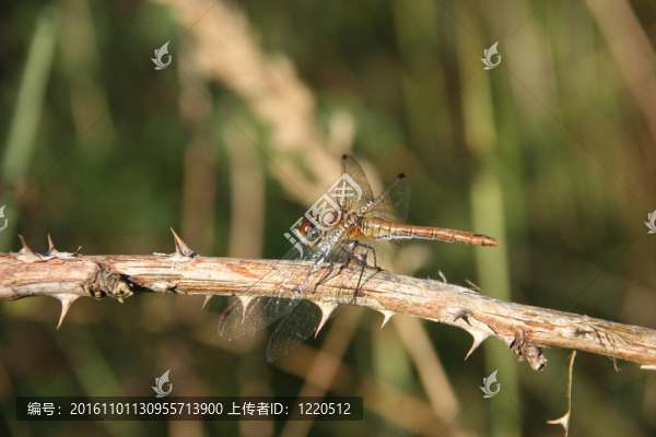 Ruddy,Darter（sympetrum紅色）