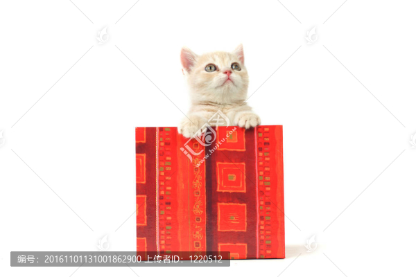 禮品盒中的貓