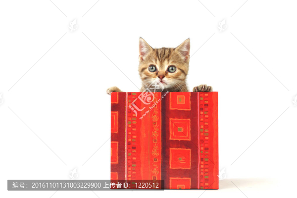 禮品盒中的貓