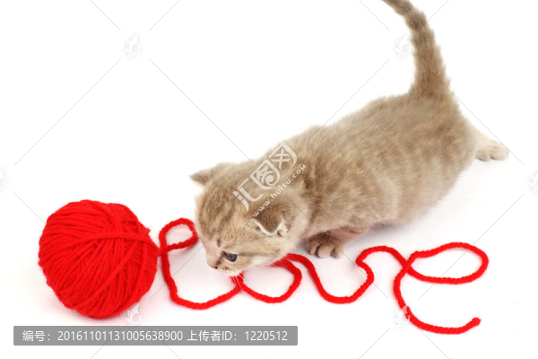 愛(ài)貓