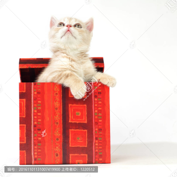禮品盒中的貓