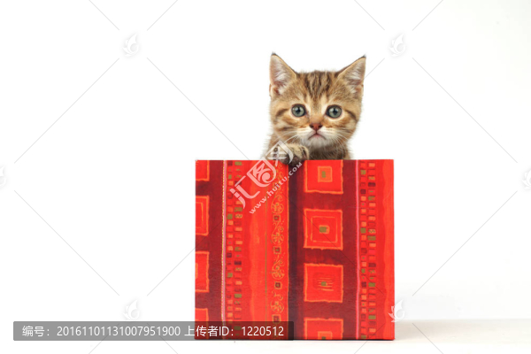 禮品盒中的貓