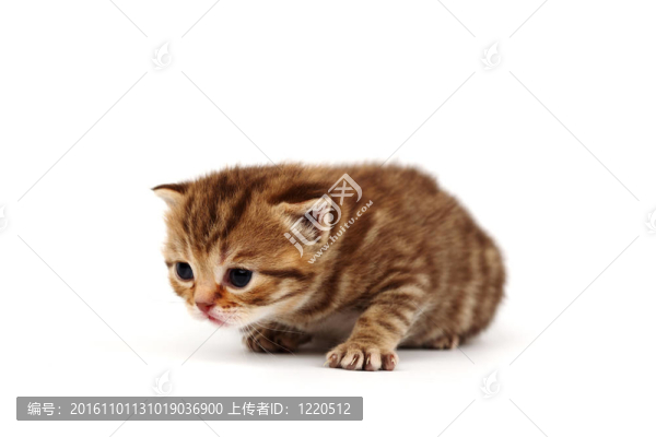孤立的貓