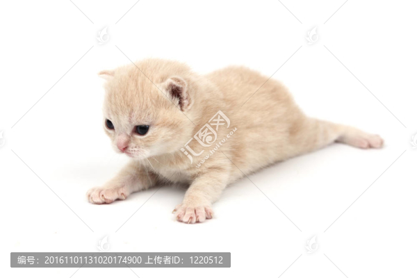 孤立的貓
