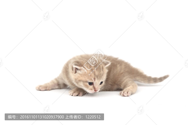 孤立的貓