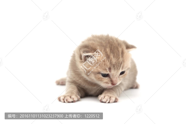 孤立的貓