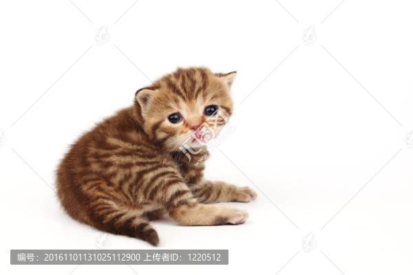 孤立的貓