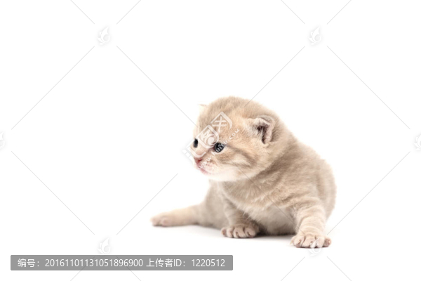 孤立的貓