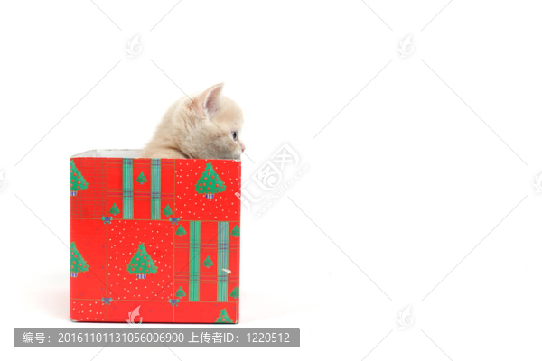 禮品盒中的貓