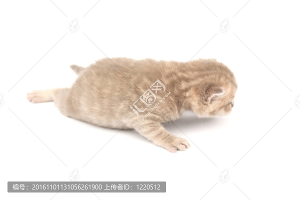 孤立的貓