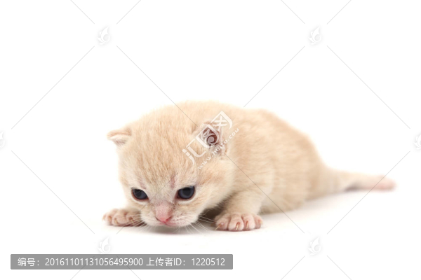 孤立的貓