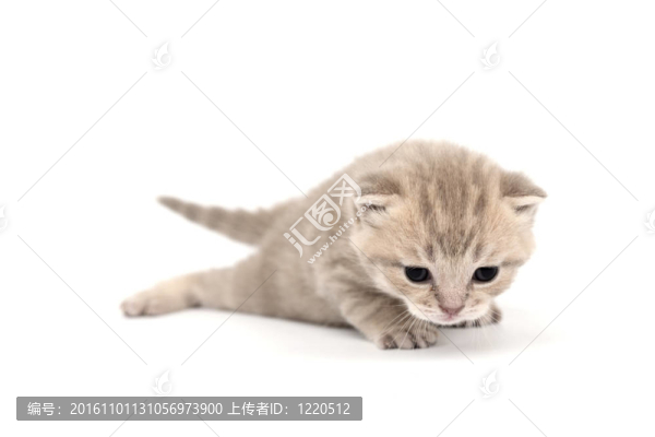 孤立的貓