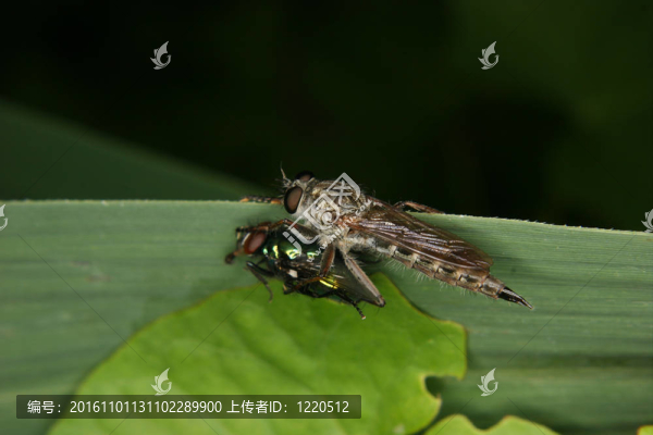 強(qiáng)盜飛（Stichopogon,sp.）
