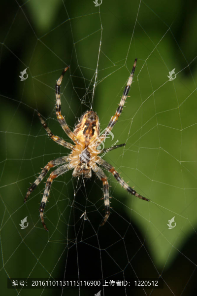 十字園蛛（Araneus,diadematus）