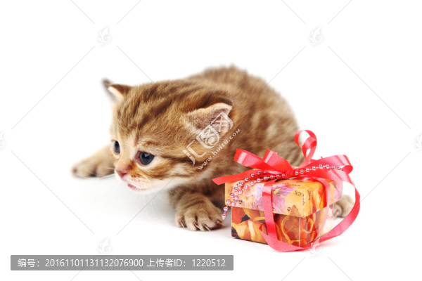 隔離貓和禮物