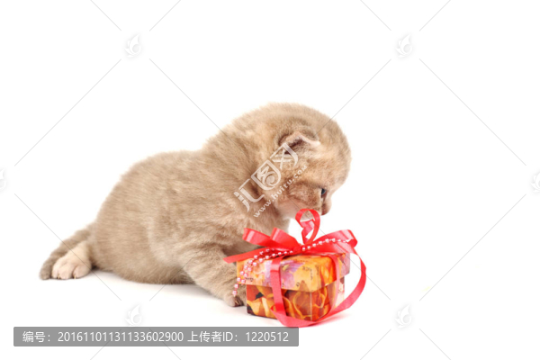 隔離貓和禮物