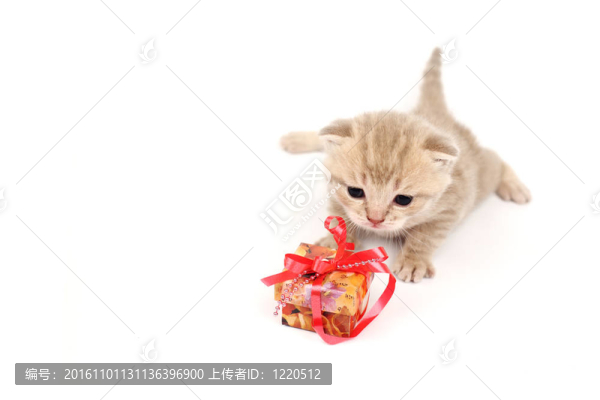 隔離貓和禮物