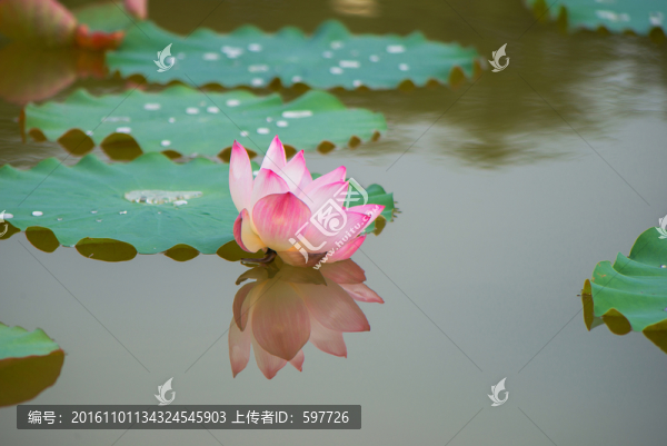 荷花倒影