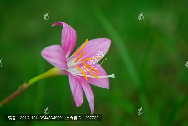 風雨蘭