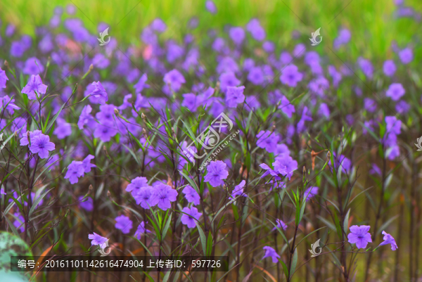 蘭花草