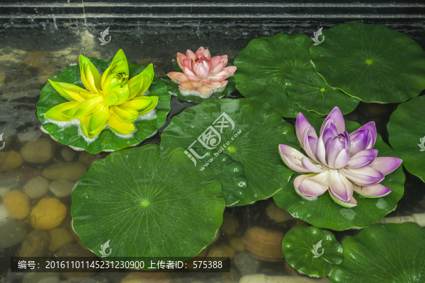 荷花池