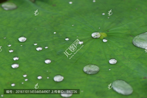 荷葉水珠