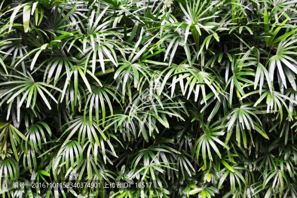 綠葉,植物背景墻