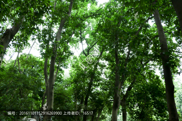 綠葉背景