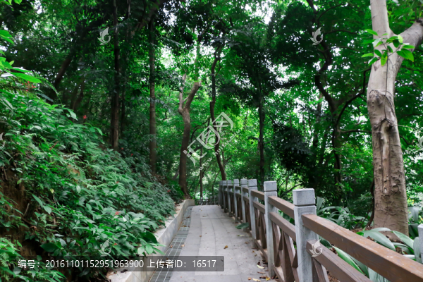 公園小路