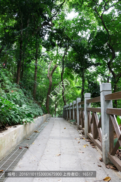 秋天的公園小路
