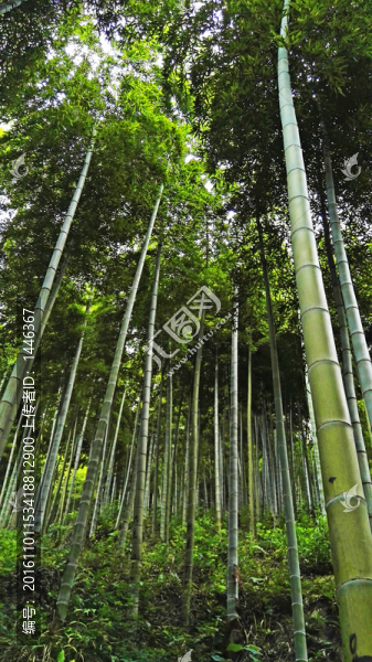 竹林
